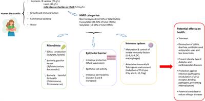 Human Milk Oligosaccharides: Their Effects on the Host and Their Potential as Therapeutic Agents